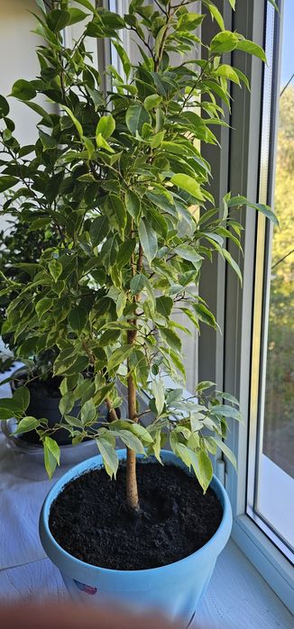 Продам домашние растения