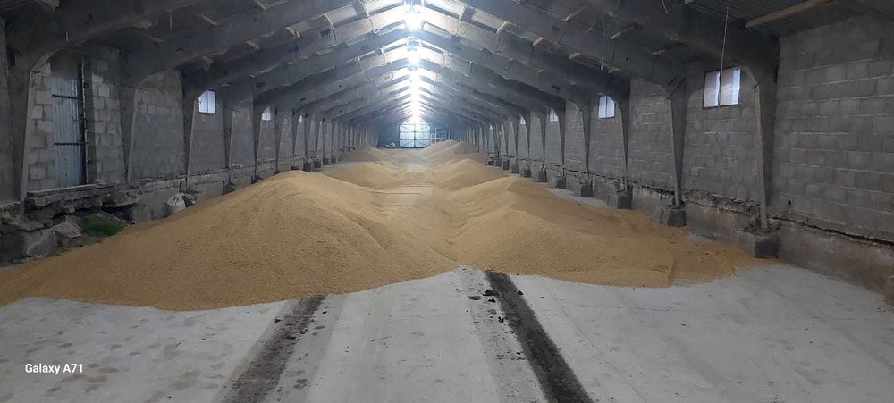 Арпа (Ячмень) в Уральске