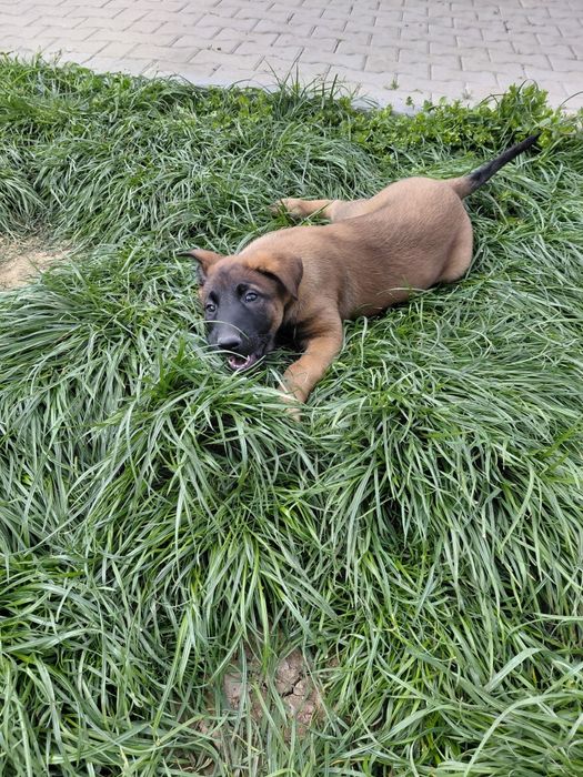 Белгийска овчарка