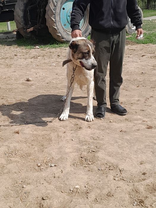 Ұрғашы ит сатылады