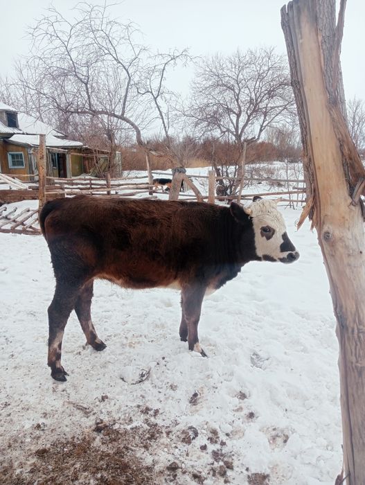 Коровы на продажу