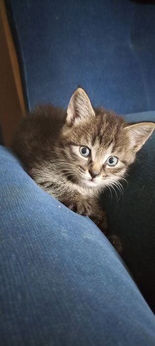 Отдам котят в хорошие руки