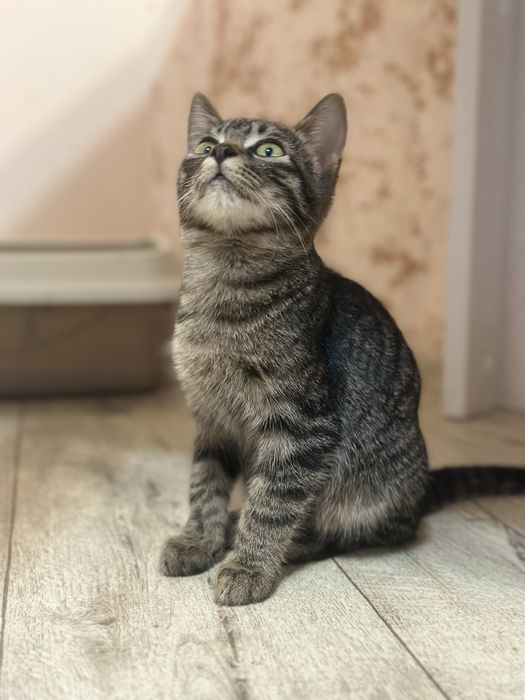 Котенок в хорошие руки