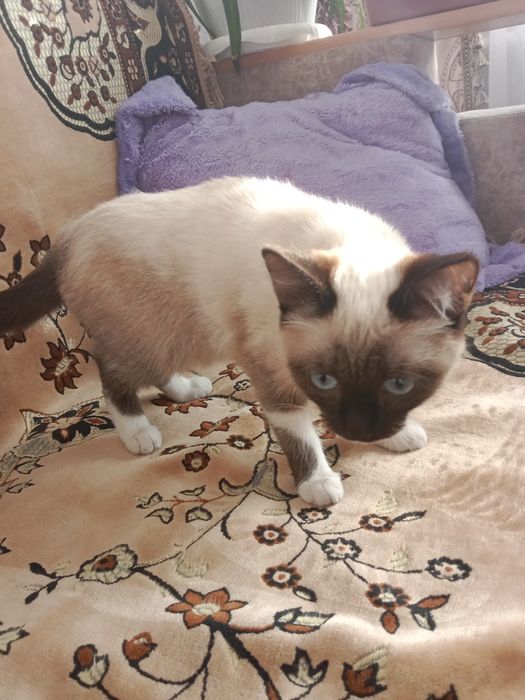 Отдам подросшего котенка