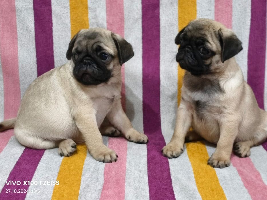 Очаровательные щенки Мопса.