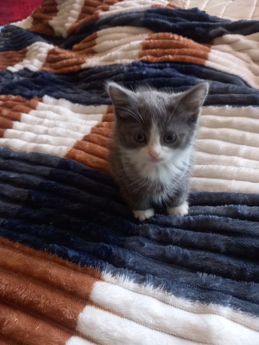 Котята вислоухие
