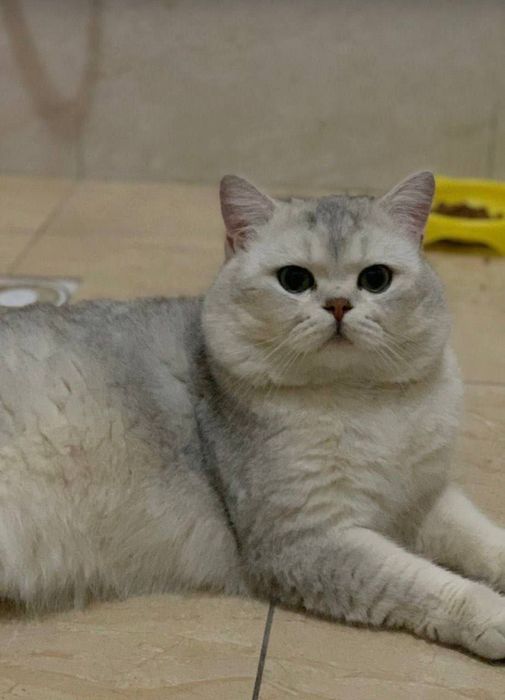 Продам котенка скоттиш-фолд