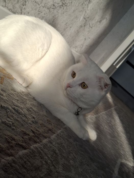 Мушукчалар кошки