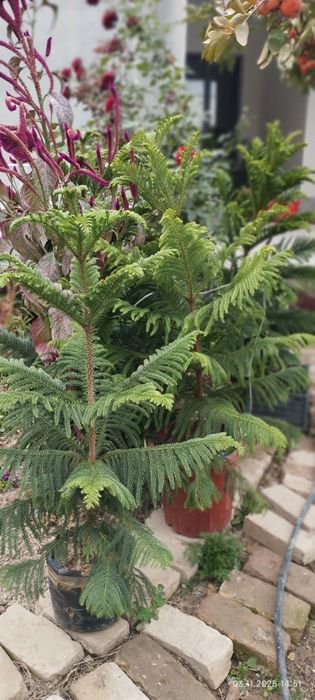 Продам Ёлка араукария