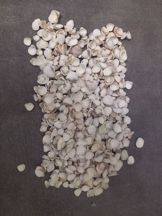 Продам ракушки и камешки