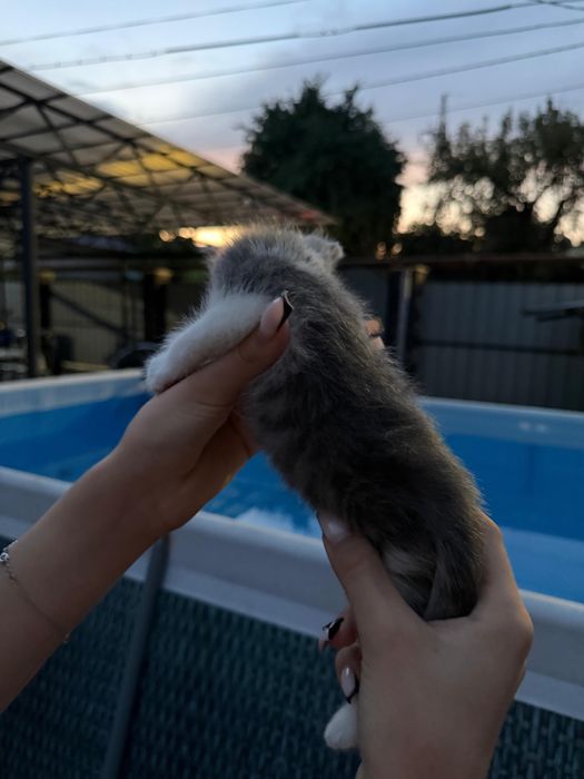 продаются котята