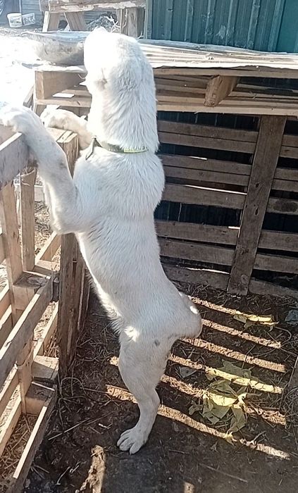 Щенок Алабая мальчик