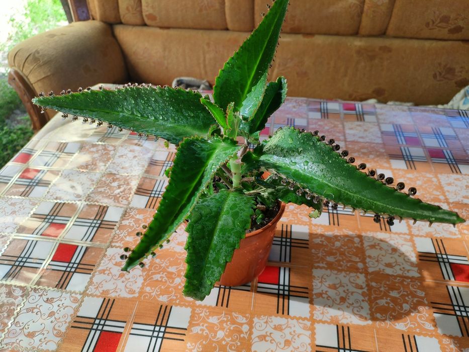 Каланхоэ лечебное. Доставка