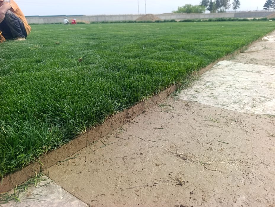 Газон икиш рулонавой йим сфатли ланшаф Gazon икиш.