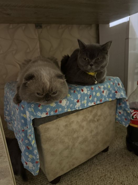 Скотиш фолд для вязки