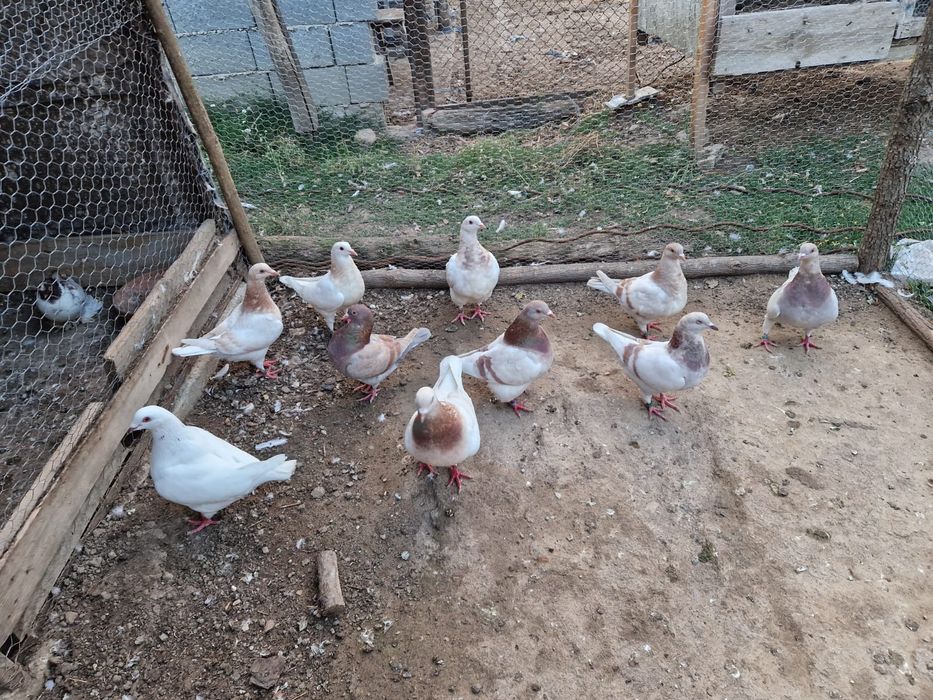 Porumbei texani maturi și pui