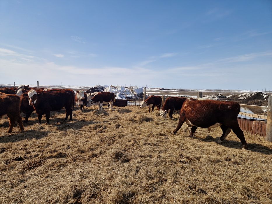 Продам быков с откорма.