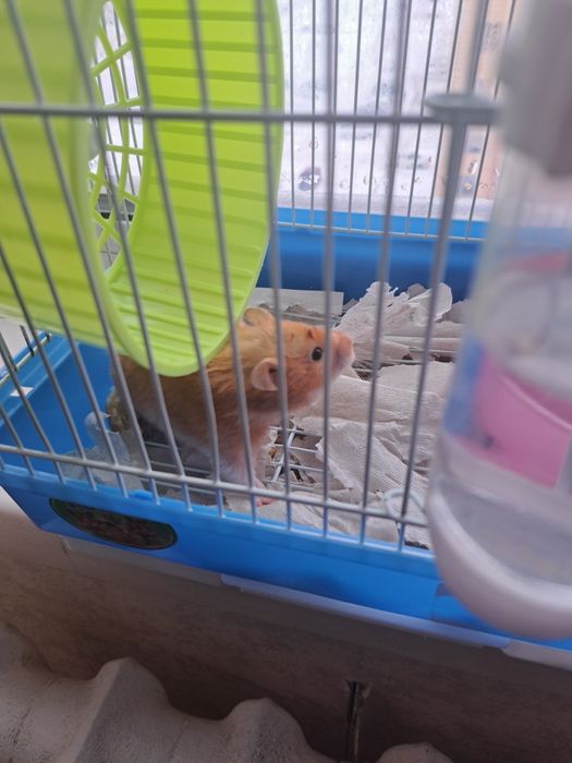 Хомяк хомяков белка