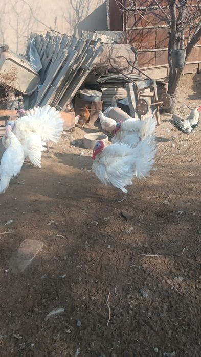 Индюки, қораздары