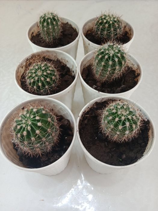 Продам кактусы домашние