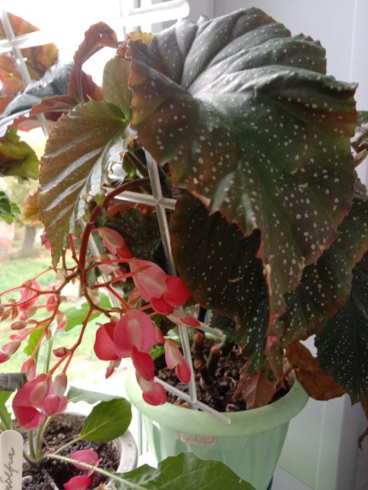 Завораживающая бегония