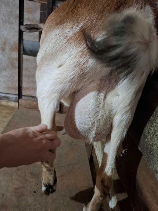 Продам козье хозяйство