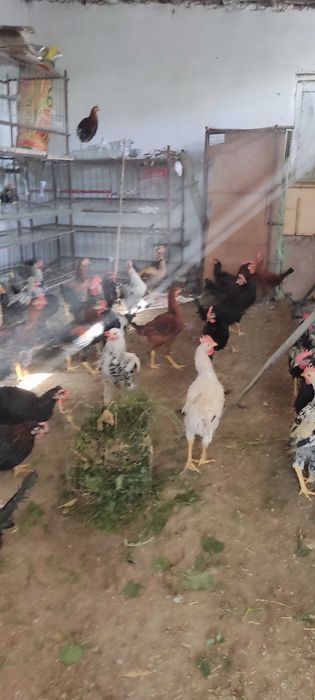 Продаются молодые петушки домашние