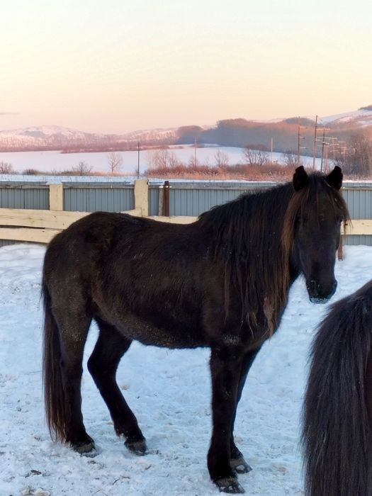 Бие 4.5.6 жасар Кобылы