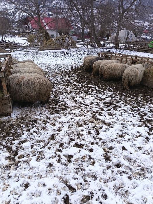 Oi bucălai de vânzare