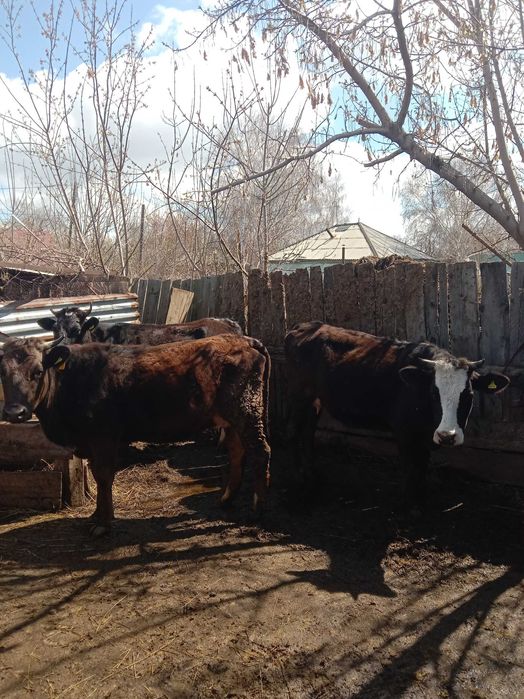 Продам первотелок.. 3 головы