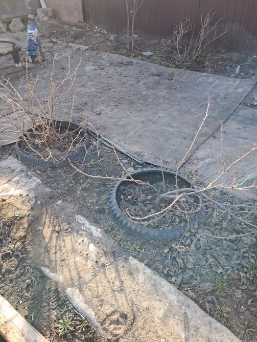 Продам саженцы смородина