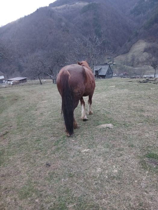 Vând iapa de 4 ani