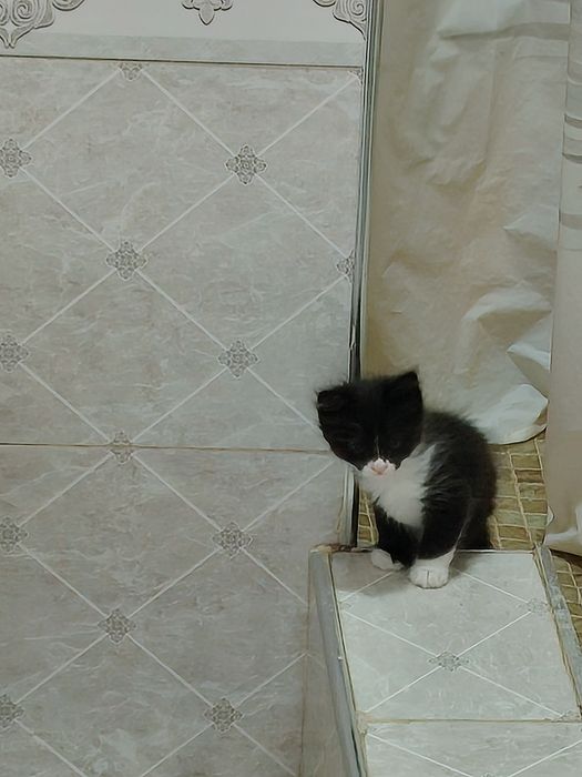 Отдаю котят в добрые заботливые руки!!!