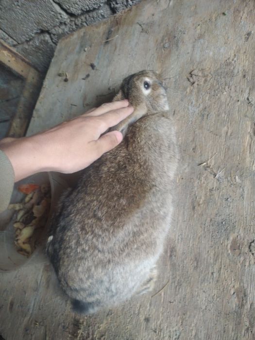 Quyonlar sotiladi olganga barakasini bersin va oʻzidan koʻpaysin