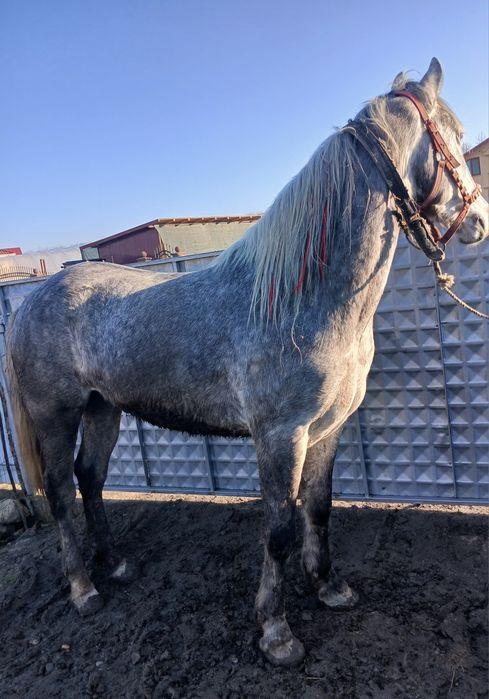 De vânzare cal castrat