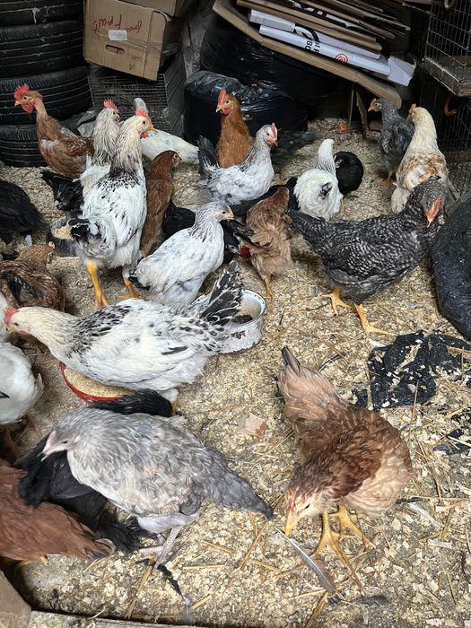 Pui de casa de 17 saptamani