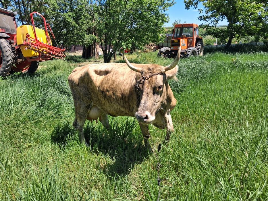 Vaca de vânzare,