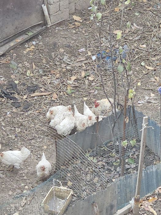 nisushka tovuqlar sotiladi