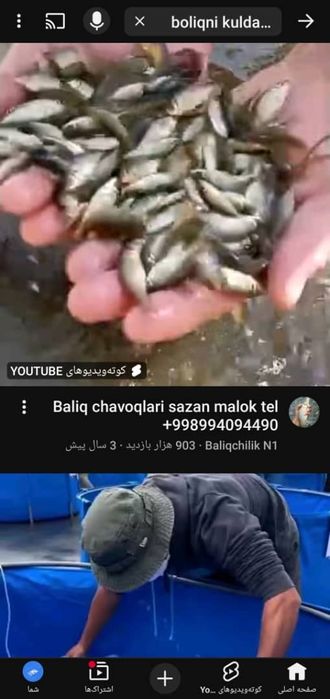 Baliqlar Баликлар бор Сазанлар бокишга 100%соғлом  Даставка бор узб