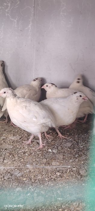 Inkubatsion bedana tuxum