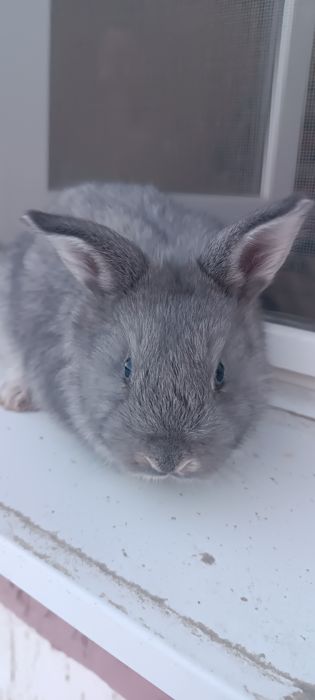 Көжектер 1ай болған