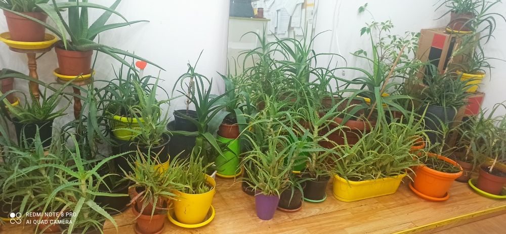 Алое лечебно - над 3 години