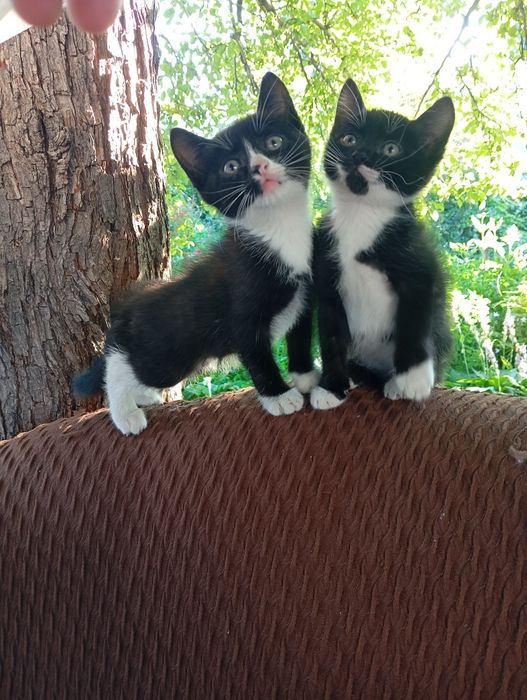 Котята ищут заботливые и добрые руки дом