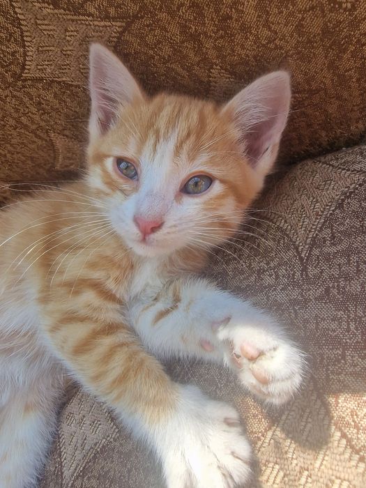 Котёнок девочка.