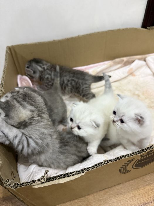 Котенок вислоухий