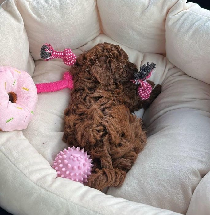 Абрикосовые щенки той пуделя