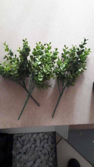 продам растения декоративные