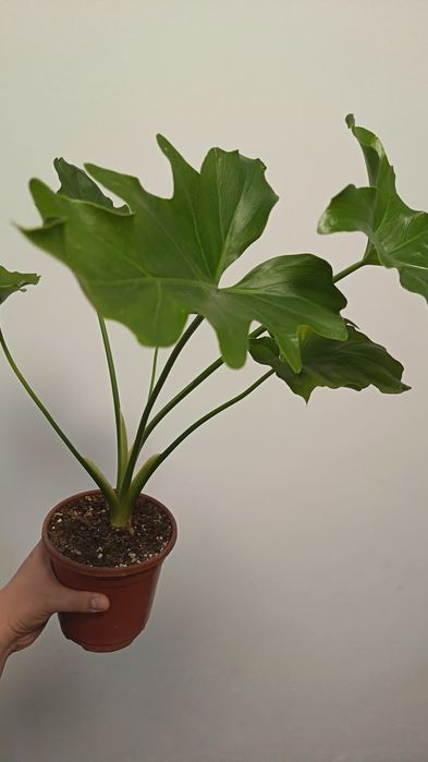 филодендрон литл хоуп