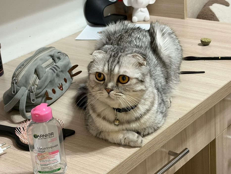 Открыта бронь на котят скоттиш