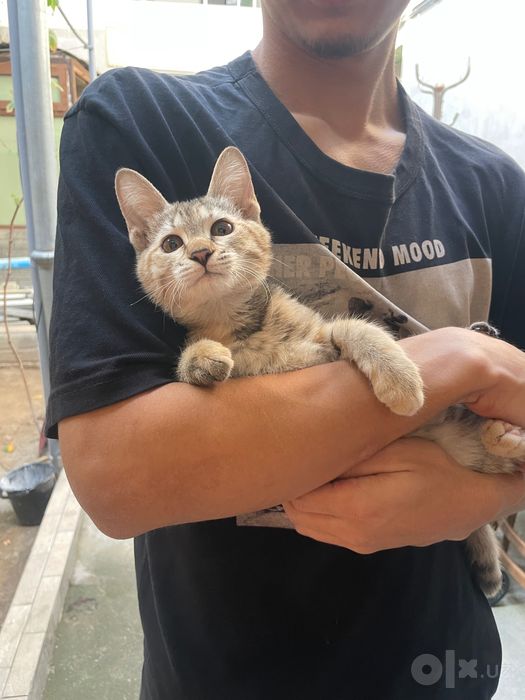 Отдаду котенка в добрые руки